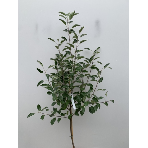 51 - ONE APPLE MALUS COX FRUIT TREE. SELF FERTILE IN A 11.5 LTR POT APPROX 180CM IN HEIGHT. FRUIT IS THE ... 