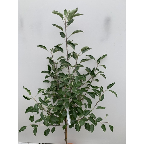 51 - ONE APPLE MALUS COX FRUIT TREE. SELF FERTILE IN A 11.5 LTR POT APPROX 180CM IN HEIGHT. FRUIT IS THE ... 