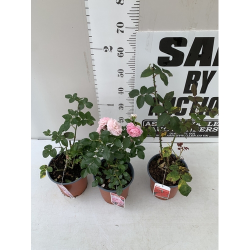 6 - THREE ROSE VARIETIES- ONE HARDY FLORIBUNDA VARIETY 'MY LOVELY DAD' AKA MOODY BLUE WITH DUSKY PINK  F... 