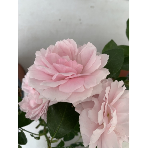 6 - THREE ROSE VARIETIES- ONE HARDY FLORIBUNDA VARIETY 'MY LOVELY DAD' AKA MOODY BLUE WITH DUSKY PINK  F... 