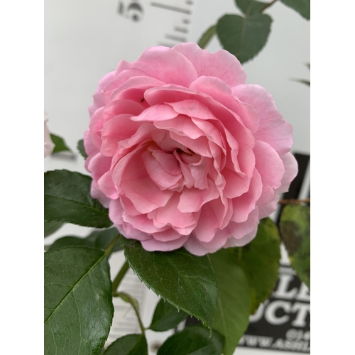 6 - THREE ROSE VARIETIES- ONE HARDY FLORIBUNDA VARIETY 'MY LOVELY DAD' AKA MOODY BLUE WITH DUSKY PINK  F... 