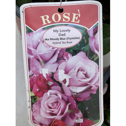 6 - THREE ROSE VARIETIES- ONE HARDY FLORIBUNDA VARIETY 'MY LOVELY DAD' AKA MOODY BLUE WITH DUSKY PINK  F... 