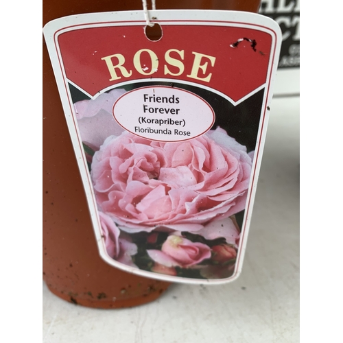 6 - THREE ROSE VARIETIES- ONE HARDY FLORIBUNDA VARIETY 'MY LOVELY DAD' AKA MOODY BLUE WITH DUSKY PINK  F... 