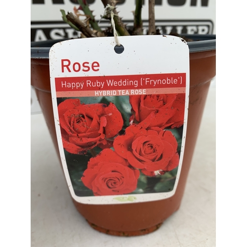 6 - THREE ROSE VARIETIES- ONE HARDY FLORIBUNDA VARIETY 'MY LOVELY DAD' AKA MOODY BLUE WITH DUSKY PINK  F... 