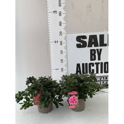 Lot 21        