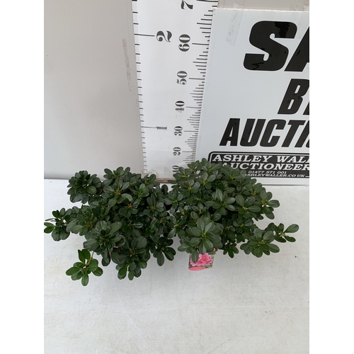 21 - TWO MIXED COLOUR AZALEA JAPONICAS - ONE DARK PINK 'CONNY' AND ONE BRIGHT RED 'MOEDERKENSDAG' IN 2 LT... 