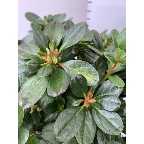 21 - TWO MIXED COLOUR AZALEA JAPONICAS - ONE DARK PINK 'CONNY' AND ONE BRIGHT RED 'MOEDERKENSDAG' IN 2 LT... 