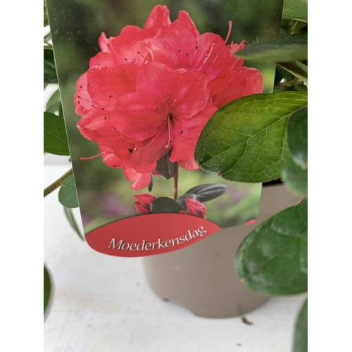 21 - TWO MIXED COLOUR AZALEA JAPONICAS - ONE DARK PINK 'CONNY' AND ONE BRIGHT RED 'MOEDERKENSDAG' IN 2 LT... 