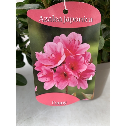 21 - TWO MIXED COLOUR AZALEA JAPONICAS - ONE DARK PINK 'CONNY' AND ONE BRIGHT RED 'MOEDERKENSDAG' IN 2 LT... 