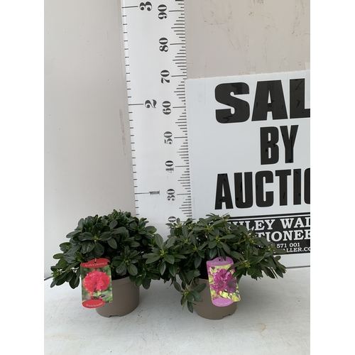 Lot 22        