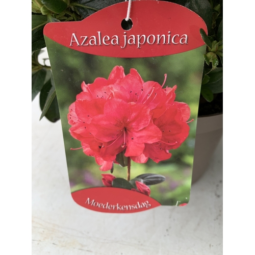 22 - TWO MIXED COLOUR AZALEA JAPONICAS - ONE PURPLE 'BLAUWE DONAU' AND ONE BRIGHT RED 'MOEDERKENSDAG' IN ... 