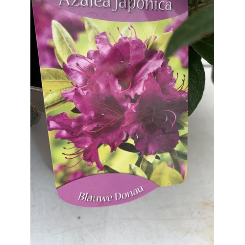 22 - TWO MIXED COLOUR AZALEA JAPONICAS - ONE PURPLE 'BLAUWE DONAU' AND ONE BRIGHT RED 'MOEDERKENSDAG' IN ... 