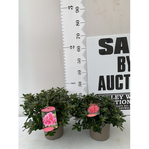 Lot 23        