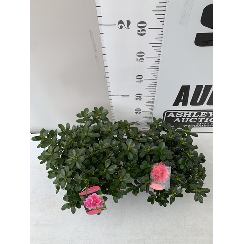 23 - TWO MIXED COLOUR AZALEA JAPONICAS - ONE ORANGE 'GEISHA ORANGE' AND ONE DARK PINK 'CONNY' IN 2 LTR PO... 