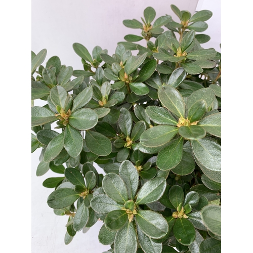 23 - TWO MIXED COLOUR AZALEA JAPONICAS - ONE ORANGE 'GEISHA ORANGE' AND ONE DARK PINK 'CONNY' IN 2 LTR PO... 