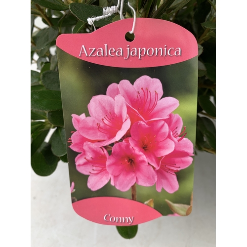 23 - TWO MIXED COLOUR AZALEA JAPONICAS - ONE ORANGE 'GEISHA ORANGE' AND ONE DARK PINK 'CONNY' IN 2 LTR PO... 