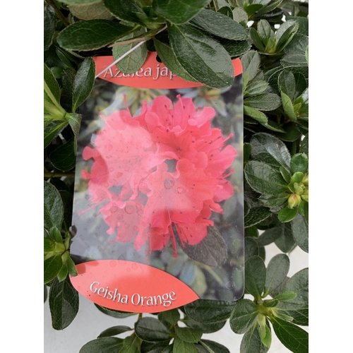 23 - TWO MIXED COLOUR AZALEA JAPONICAS - ONE ORANGE 'GEISHA ORANGE' AND ONE DARK PINK 'CONNY' IN 2 LTR PO... 
