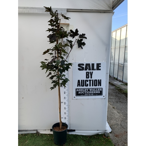 Lot 24        