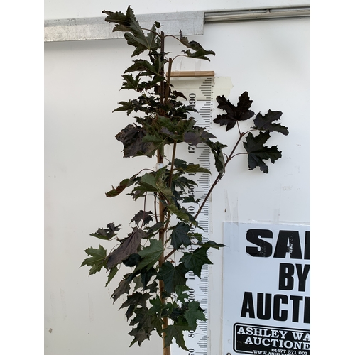 24 - ONE ACER PLATANOIDES 'CRIMSON KING' PURPLE MAPLE IN A 12 LTR POT. APPROX 2.2M TALL, THIS ACER HAS LI... 