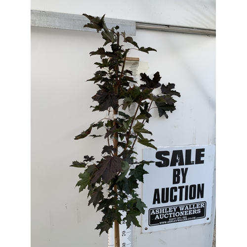 24 - ONE ACER PLATANOIDES 'CRIMSON KING' PURPLE MAPLE IN A 12 LTR POT. APPROX 2.2M TALL, THIS ACER HAS LI... 