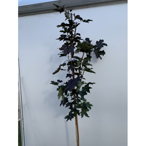 24 - ONE ACER PLATANOIDES 'CRIMSON KING' PURPLE MAPLE IN A 12 LTR POT. APPROX 2.2M TALL, THIS ACER HAS LI... 