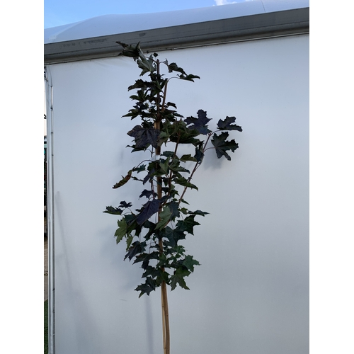 24 - ONE ACER PLATANOIDES 'CRIMSON KING' PURPLE MAPLE IN A 12 LTR POT. APPROX 2.2M TALL, THIS ACER HAS LI... 