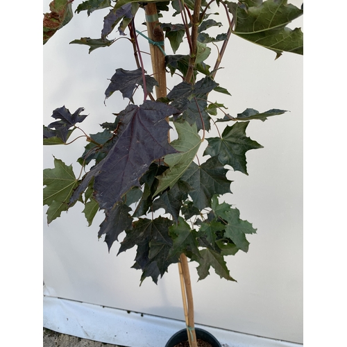 24 - ONE ACER PLATANOIDES 'CRIMSON KING' PURPLE MAPLE IN A 12 LTR POT. APPROX 2.2M TALL, THIS ACER HAS LI... 