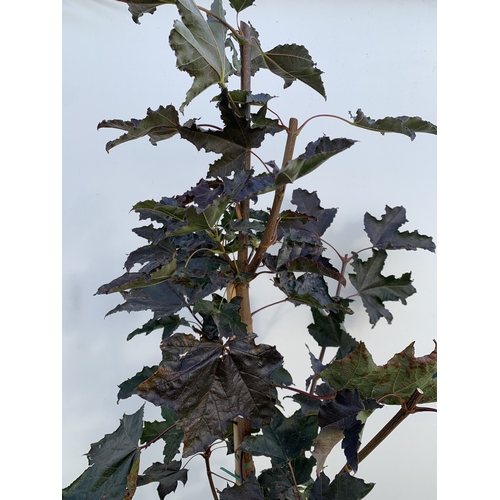24 - ONE ACER PLATANOIDES 'CRIMSON KING' PURPLE MAPLE IN A 12 LTR POT. APPROX 2.2M TALL, THIS ACER HAS LI... 