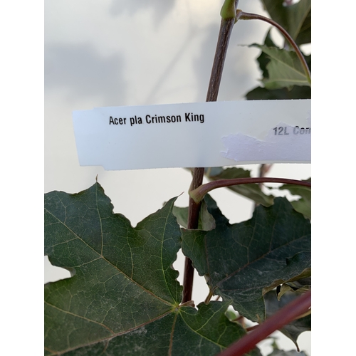 24 - ONE ACER PLATANOIDES 'CRIMSON KING' PURPLE MAPLE IN A 12 LTR POT. APPROX 2.2M TALL, THIS ACER HAS LI... 