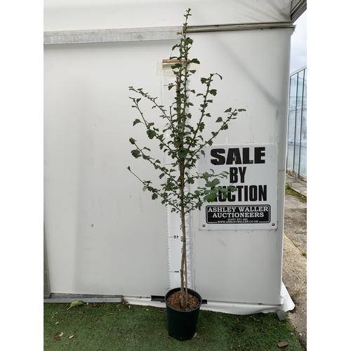 25 - ONE CRATAEGUS MEDIA MIDLAND HAWTHORN 'PAULS SCARLET' IN A 12 LTR POT. OVER 2.3 METRES TALL, THIS HAW... 