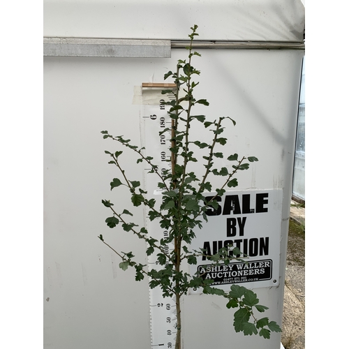 25 - ONE CRATAEGUS MEDIA MIDLAND HAWTHORN 'PAULS SCARLET' IN A 12 LTR POT. OVER 2.3 METRES TALL, THIS HAW... 