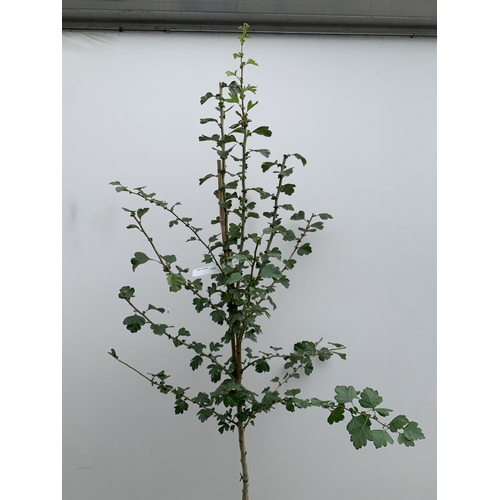 25 - ONE CRATAEGUS MEDIA MIDLAND HAWTHORN 'PAULS SCARLET' IN A 12 LTR POT. OVER 2.3 METRES TALL, THIS HAW... 