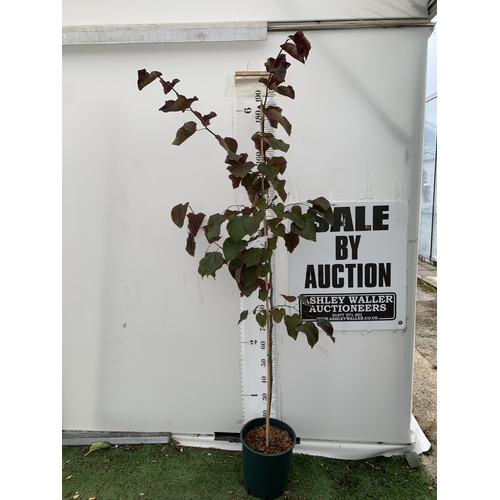 26 - ONE CERCIS CANADENSIS - EASTERN REDBUD 'FOREST PANSY'. A LARGE DECIDUOUS MULTI STEMMED TREE WITH EAR... 