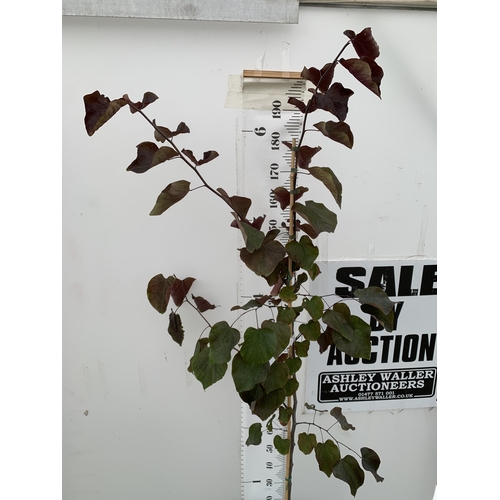 26 - ONE CERCIS CANADENSIS - EASTERN REDBUD 'FOREST PANSY'. A LARGE DECIDUOUS MULTI STEMMED TREE WITH EAR... 