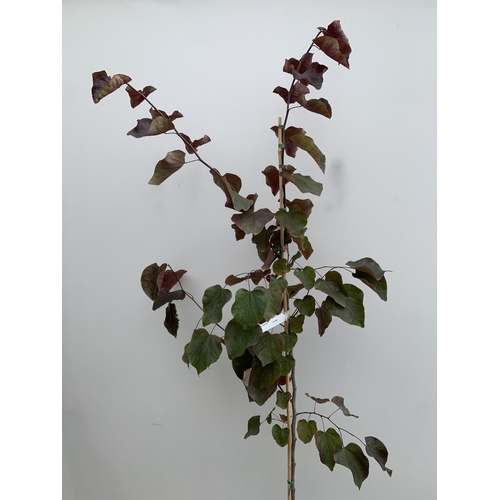 26 - ONE CERCIS CANADENSIS - EASTERN REDBUD 'FOREST PANSY'. A LARGE DECIDUOUS MULTI STEMMED TREE WITH EAR... 
