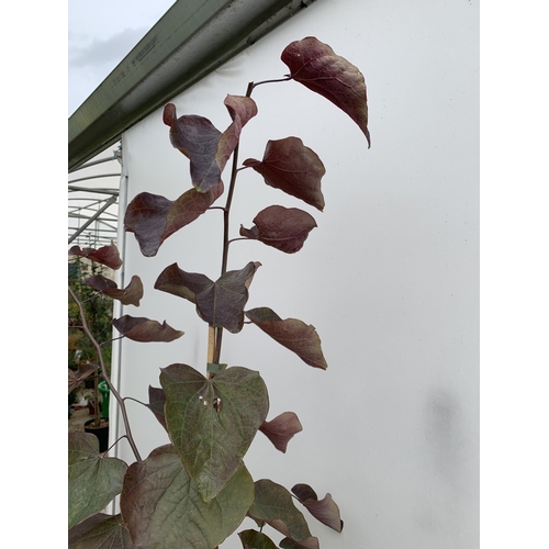 26 - ONE CERCIS CANADENSIS - EASTERN REDBUD 'FOREST PANSY'. A LARGE DECIDUOUS MULTI STEMMED TREE WITH EAR... 