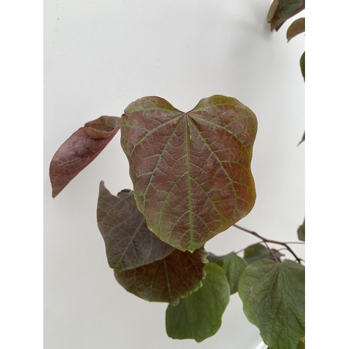 26 - ONE CERCIS CANADENSIS - EASTERN REDBUD 'FOREST PANSY'. A LARGE DECIDUOUS MULTI STEMMED TREE WITH EAR... 