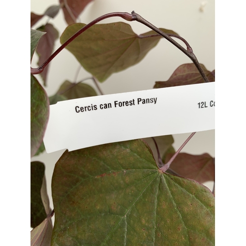 26 - ONE CERCIS CANADENSIS - EASTERN REDBUD 'FOREST PANSY'. A LARGE DECIDUOUS MULTI STEMMED TREE WITH EAR... 