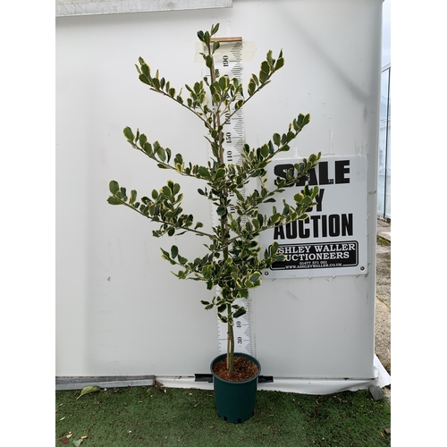 Lot 27        