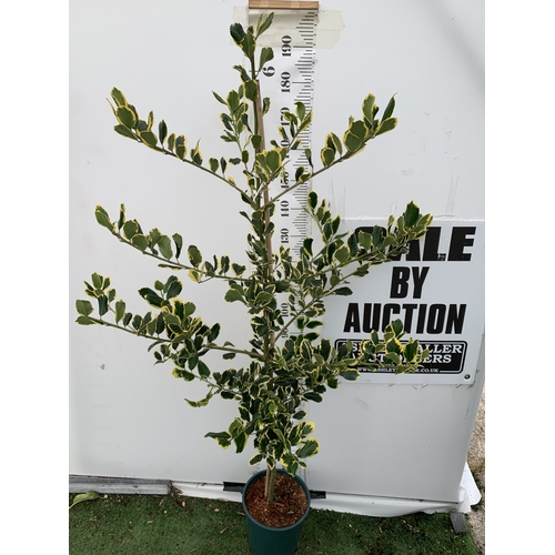 27 - ONE ILEX X ALTACLERENSIS 'GOLDEN KING' HOLLY TREE. RICHLY VARIEGATED GOLDEN YELLOW LEAVES WHICH ARE ... 