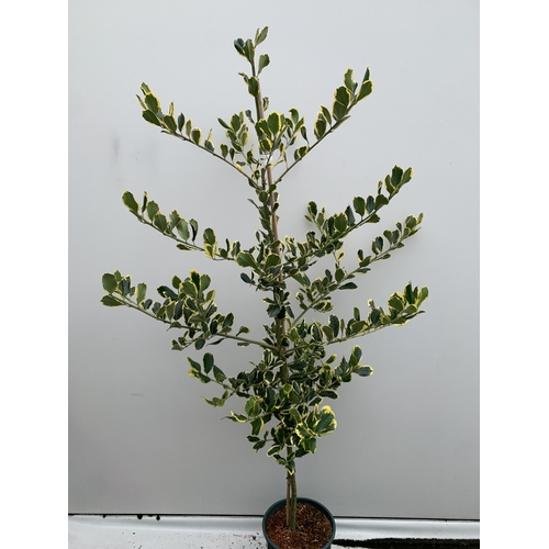 27 - ONE ILEX X ALTACLERENSIS 'GOLDEN KING' HOLLY TREE. RICHLY VARIEGATED GOLDEN YELLOW LEAVES WHICH ARE ... 