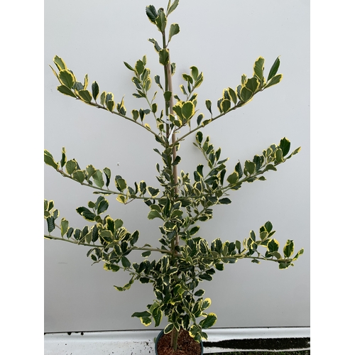 27 - ONE ILEX X ALTACLERENSIS 'GOLDEN KING' HOLLY TREE. RICHLY VARIEGATED GOLDEN YELLOW LEAVES WHICH ARE ... 