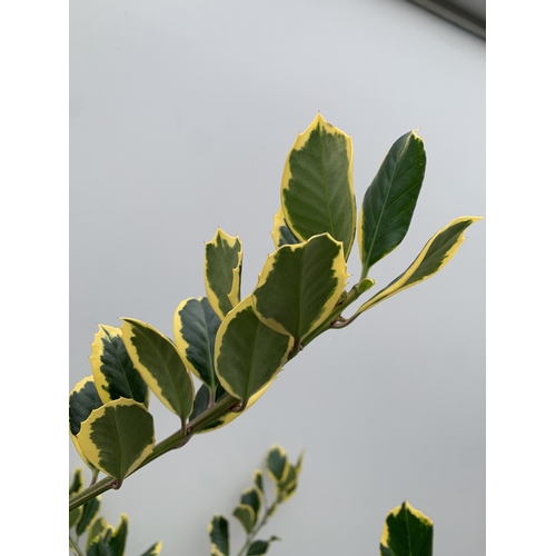 27 - ONE ILEX X ALTACLERENSIS 'GOLDEN KING' HOLLY TREE. RICHLY VARIEGATED GOLDEN YELLOW LEAVES WHICH ARE ... 