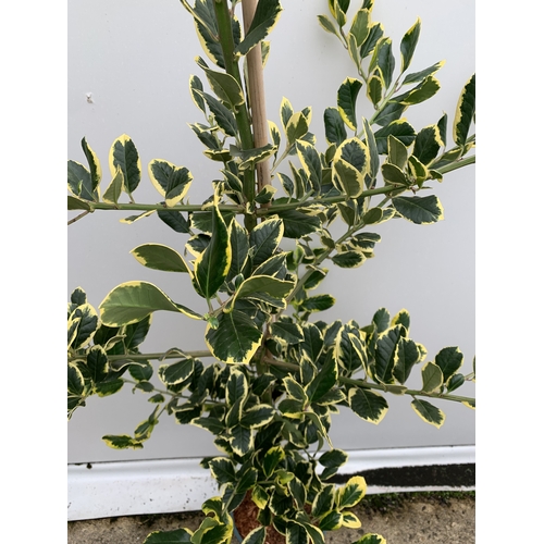 27 - ONE ILEX X ALTACLERENSIS 'GOLDEN KING' HOLLY TREE. RICHLY VARIEGATED GOLDEN YELLOW LEAVES WHICH ARE ... 