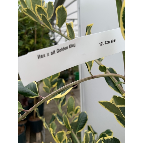 27 - ONE ILEX X ALTACLERENSIS 'GOLDEN KING' HOLLY TREE. RICHLY VARIEGATED GOLDEN YELLOW LEAVES WHICH ARE ... 