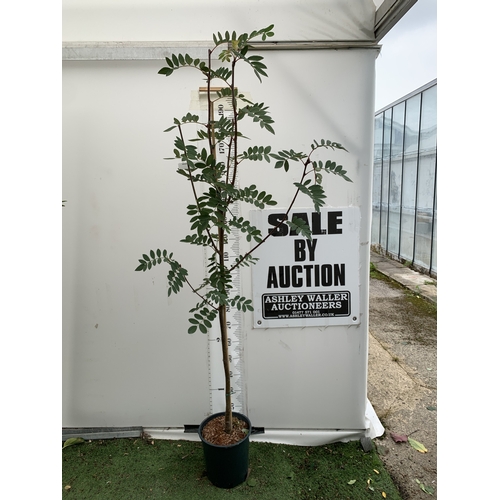Lot 28        