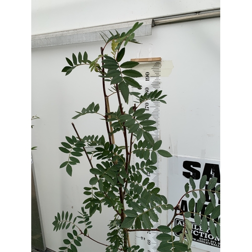 28 - ONE ROWAN SORBUS PSEUDOHUPEHENSIS 'PINK PAGODA' FROM IN A 12 LTR POT. APPROX 2.2 METRES TALL, THIS T... 
