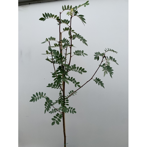 28 - ONE ROWAN SORBUS PSEUDOHUPEHENSIS 'PINK PAGODA' FROM IN A 12 LTR POT. APPROX 2.2 METRES TALL, THIS T... 