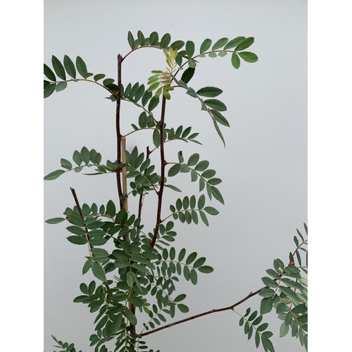 28 - ONE ROWAN SORBUS PSEUDOHUPEHENSIS 'PINK PAGODA' FROM IN A 12 LTR POT. APPROX 2.2 METRES TALL, THIS T... 