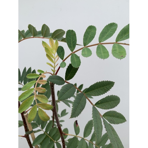 28 - ONE ROWAN SORBUS PSEUDOHUPEHENSIS 'PINK PAGODA' FROM IN A 12 LTR POT. APPROX 2.2 METRES TALL, THIS T... 